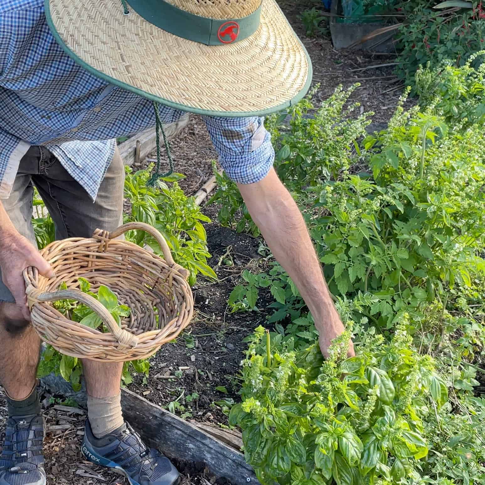 staff picking basil at kelmarna garden