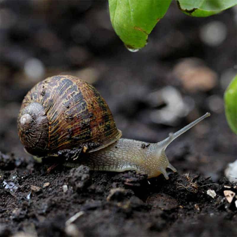 snail kelmarna